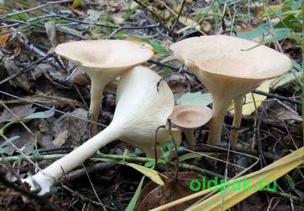 хижі гриби