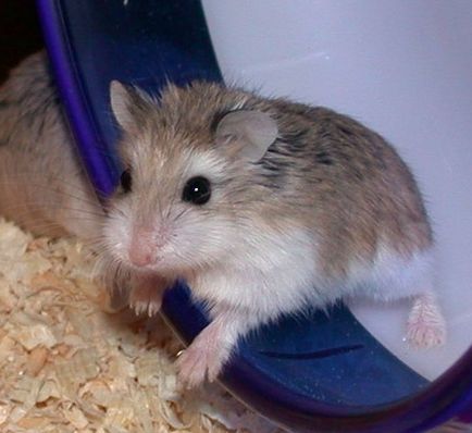 Hamster de îngrijire robotică și de conținut, fotografie