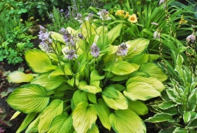 Hosta și Astilbe câștigătoare combinație, 6 hectare