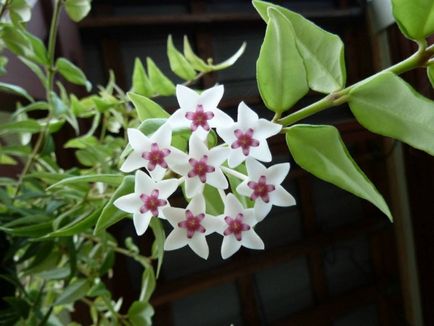 Hoya (iederă de ceară) de viță de vie înfloritoare nepretențioasă