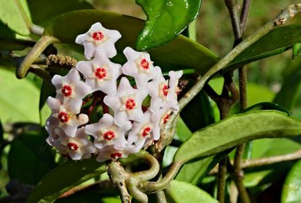 Hoya (viasz borostyán) igénytelen szőlő virágok
