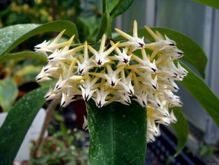 Hoya (iederă de ceară) de viță de vie înfloritoare nepretențioasă