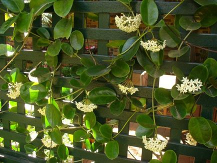 Hoya (ierarhia de ceară) liana înflorită fără pretenții