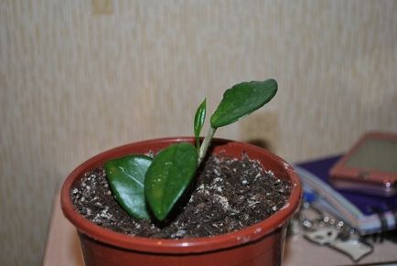 Hoya (ierna ceară) - îngrijire la domiciliu, reproducere și transplant