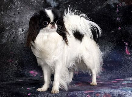 Японський хін фото, опис і стандарт породи, відгуки про собаку, характер