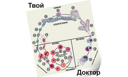 Betegség malária - hogyan védheti meg magát