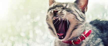 Запах з рота у кішки причини і лікування проблеми
