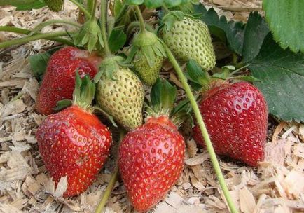 Strawberry gutura descriere a gradului, fotografie, pregatire pentru iarna, recenzii, video