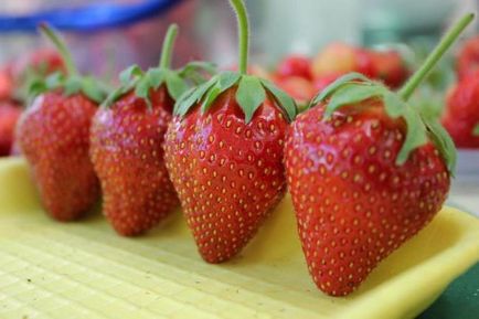 Strawberry gutura descriere a gradului, fotografie, pregatire pentru iarna, recenzii, video