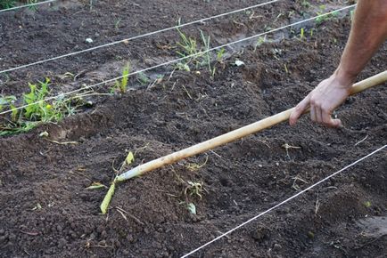 Зенкор ультра від бур'янів інструкція для картоплі