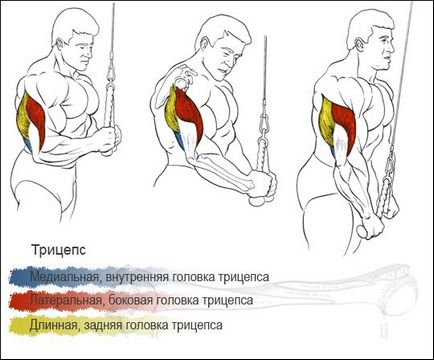 Натиснете надолу, вълк тренировка