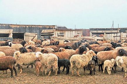 Звірятко - історія походження місцевих російських овець