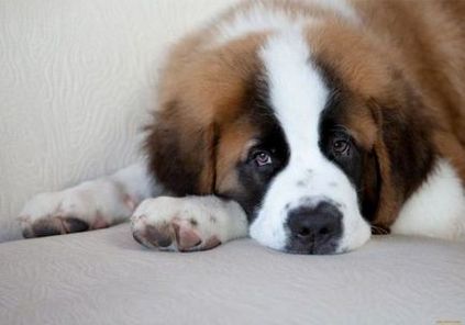 10 legbarátságosabb kutyafajták
