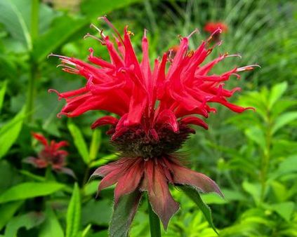 10 Cele mai frumoase plante pentru un pat de flori însorit