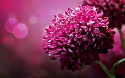 10 Cele mai frumoase plante pentru un pat de flori însorit