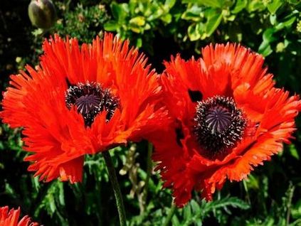 10 Cele mai frumoase plante pentru un pat de flori însorit
