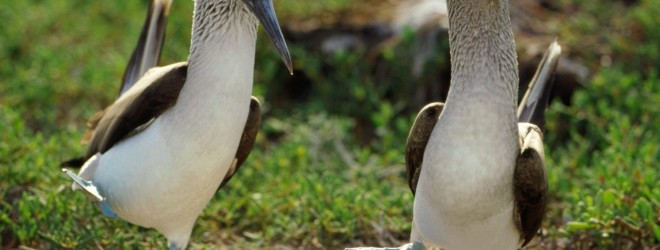 10 lenyűgöző párzási rituálé madarak