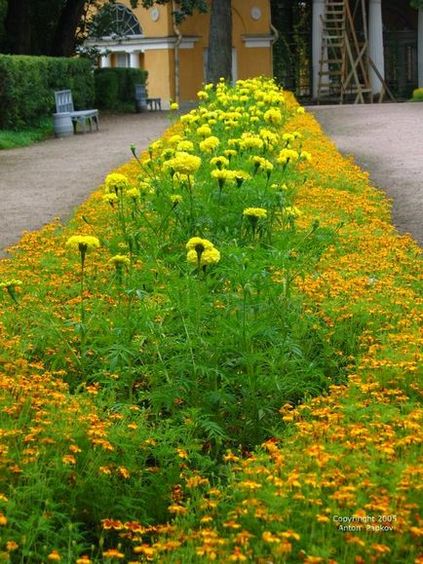 12 Reguli pentru introducerea plantelor în grădini de flori