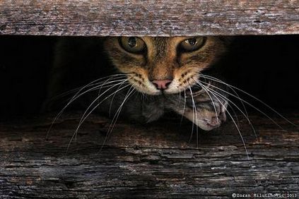 21 Рада для зйомки приголомшливих фотографій кішок, блог про фотографію, команда