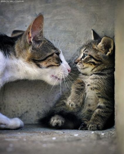 21 tanács figyelembe lenyűgöző képek a macskák, a blog fotózás csapat