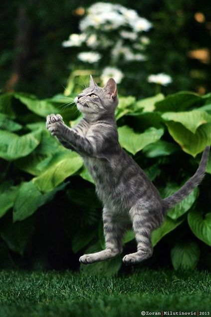 21 Sfat pentru fotografierea uimitoare a pisicilor, blog despre fotografie, echipa
