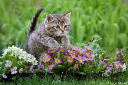 21 Рада для зйомки приголомшливих фотографій кішок, блог про фотографію, команда