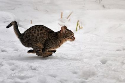 21 Sfat pentru fotografierea uimitoare a pisicilor, blog despre fotografie, echipa