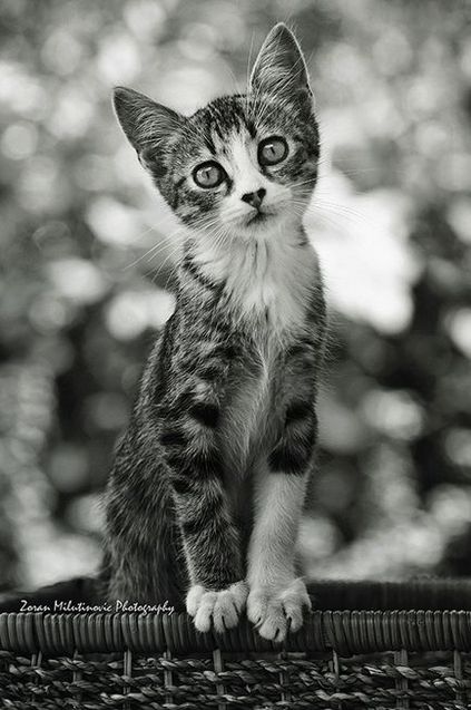 21 Sfat pentru fotografierea uimitoare a pisicilor, blog despre fotografie, echipa