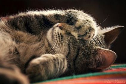 21 tanács figyelembe lenyűgöző képek a macskák, a blog fotózás csapat