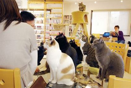 22 лютого в Японії відзначають день котів