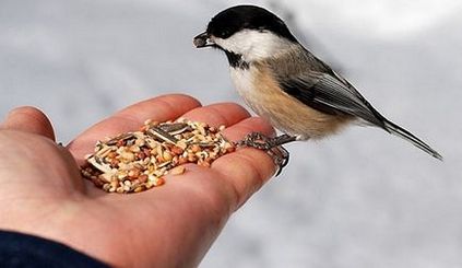 4. Hasznos tippek táplálkozó madarak télen
