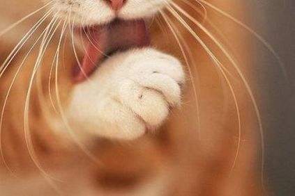 6 obiceiurile de pisici drăguțe și explicațiile lor neașteptate
