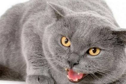 6 szép macska szokásait és a váratlan magyarázatok