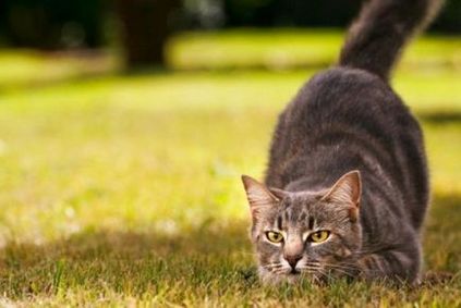 6 szép macska szokásait és a váratlan magyarázatok