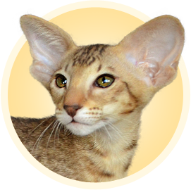 Pisicile și pisicile abisiniană și orientală în moscow - pepinieră de pisici abisiniană și orientală în