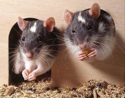 Alkalmazkodás a patkány egy új épületben, a cikk