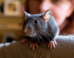 Adaptarea șobolanului în casa nouă, articole