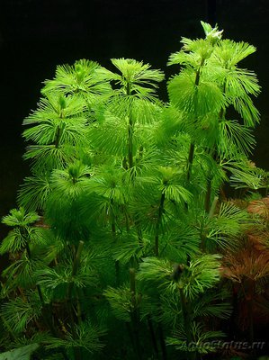 Aquarium plant cabomba - forum pentru acvarii