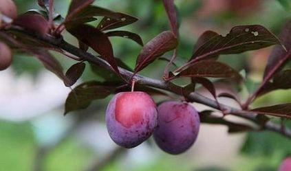 Alycha - proprietăți utile și rău de fructe; descrierea utilizării în gătit