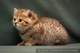 Аліса - ім'я-прізвисько для кошеняти дівчинки, sunray - розплідник британських кішок