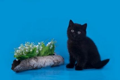 Аліса - ім'я-прізвисько для кошеняти дівчинки, sunray - розплідник британських кішок