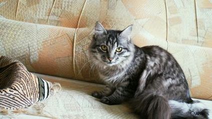 Alice, pisica siberiana, pisicile, animalele de companie