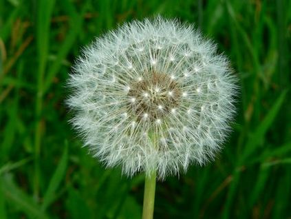 Grass pollen allergia