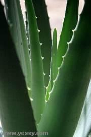 Aloe și proprietățile sale medicinale