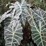 Alocasia a fost cultivată, îngrijirea la domiciliu, solul, udarea și îngrășămintele, fotografia, galeria video