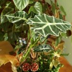 Alocasia a fost cultivată, îngrijirea la domiciliu, solul, udarea și îngrășămintele, fotografia, galeria video