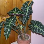 Alocasia a fost cultivată, îngrijirea la domiciliu, solul, udarea și îngrășămintele, fotografia, galeria video