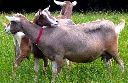 Alpine goat breed