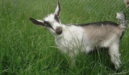 Alpine goat breed