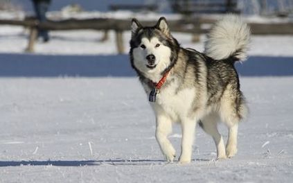 Alaskan Malamute caracteristicile rasei, conținut